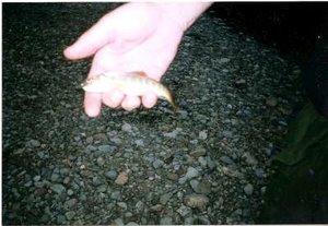 Storöring, Hemsedal -03-400.jpg Storöring, Hemsedal -03-400.jpg