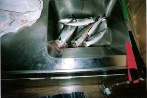 Makrill, Vågens Fiskecamp Hitra-400.jpg Makrill, Vågens Fiskecamp Hitra-400.jpg