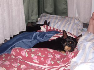 Mysigt i sängen.JPG Mysigt i sängen.JPG