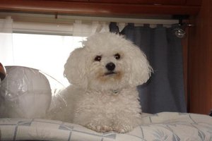 linus i husbil.JPG linus i husbil.JPG