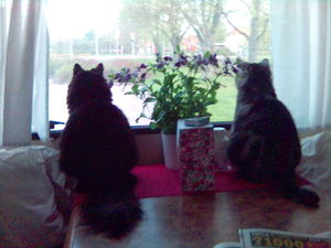 Hårdbevakning av grannar maj -06.JPG Hårdbevakning av grannar maj -06.JPG