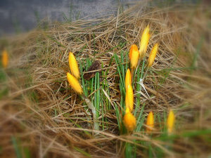 DSCF0047.JPG DSCF0047.JPG