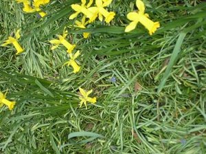 Påskliljor 2 mars 2007.JPG Påskliljor 2 mars 2007.JPG