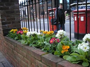 Vårblommor.JPG Vårblommor.JPG