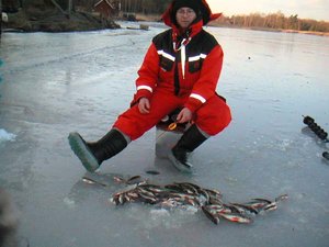 abborrar.jpg abborrar.jpg