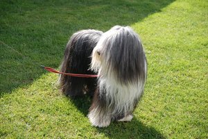 DSC_0086-liten.JPG DSC_0086-liten.JPG