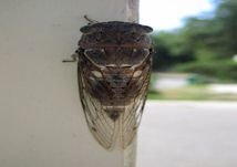 Cikada.jpg