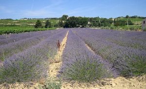 lavendel2.jpg