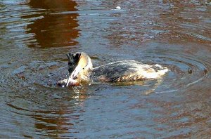 Fikare.jpg Fikare.jpg