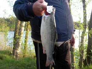 faxsjön-07 048-500.jpg faxsjön-07 048-500.jpg