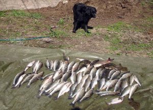 gös_2.jpg gös_2.jpg