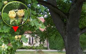 vittskovle.jpg vittskovle.jpg