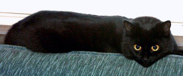 Millan et Roomba.jpg