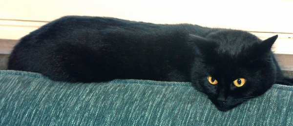 Millan et Roomba2.jpg