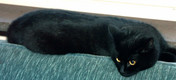 Millan et Roomba3.jpg