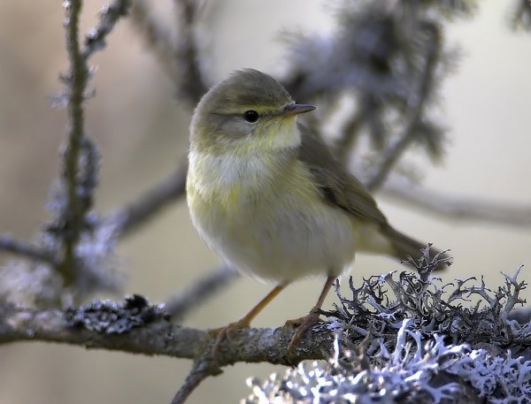 Gåta 11, 1 poäng.jpg