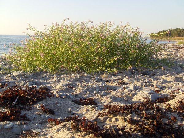 Bilder2007-2008 269.jpg Bilder2007-2008 269.jpg