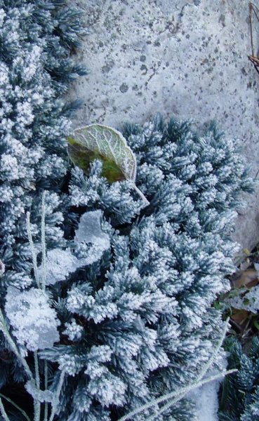 Frostat Loev.jpg Frostat Loev.jpg