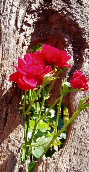 Kort_The Rose.jpg Kort_The Rose.jpg