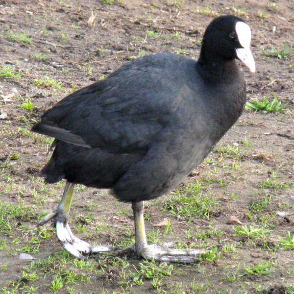 Fågel i Werder hbk.jpg