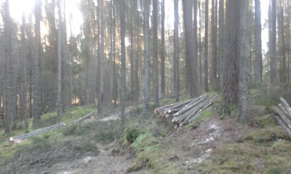 skog001.jpg
