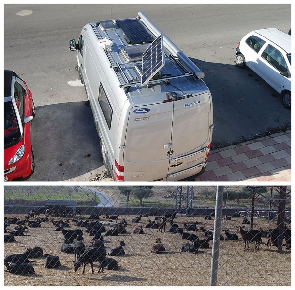 Black Goat.jpg Black Goat.jpg