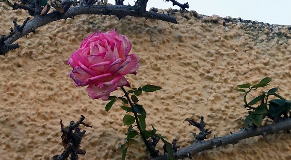 taggig-gammal-vacker.jpg taggig-gammal-vacker.jpg