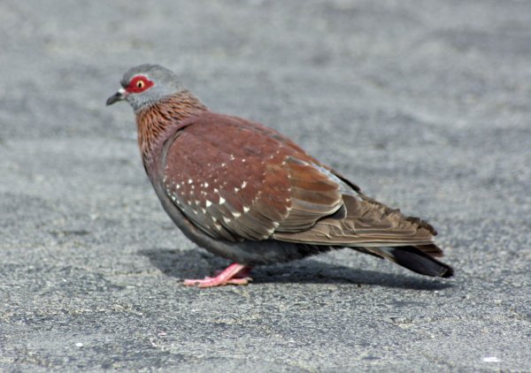 speckled-dove.jpg