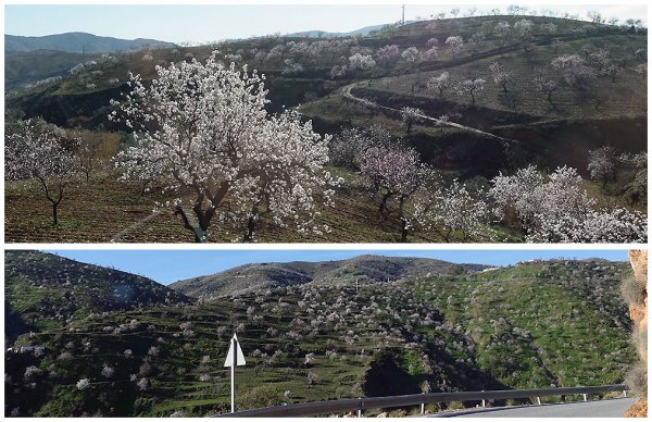 mandelträd blommar.jpg