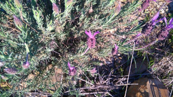 DSC_0550.JPG DSC_0550.JPG