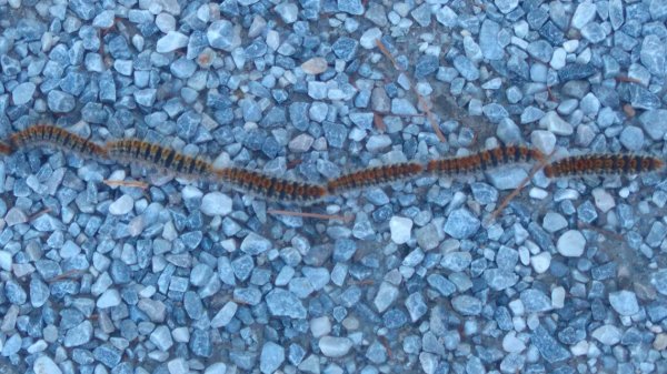 DSC_0594.JPG DSC_0594.JPG