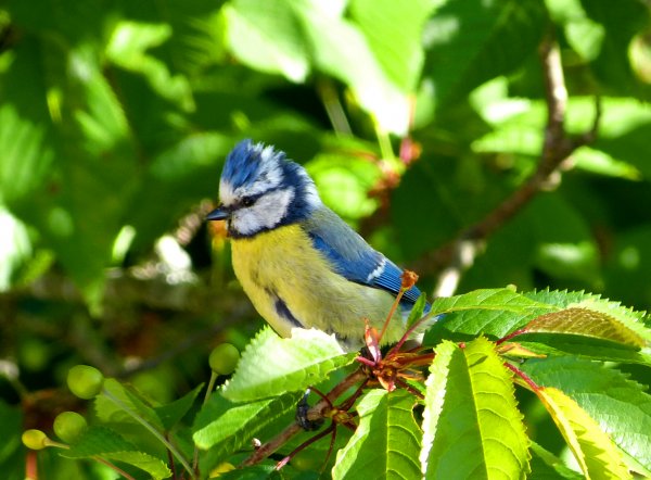 Millans mes.jpg Millans mes.jpg