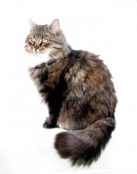 Lurven 2.jpg Lurven 2.jpg