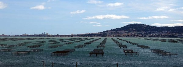 Ostron-odling.jpg Ostron-odling.jpg