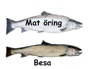 Oering_Besa.jpg