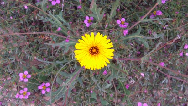 DSC_0678.JPG DSC_0678.JPG