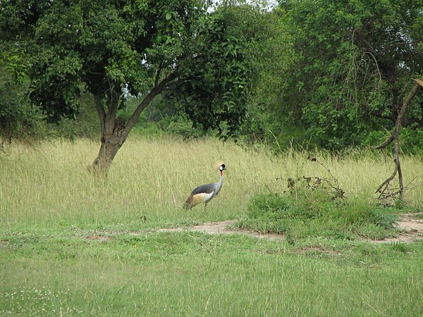 IMG_6184 Grey Crowned Crane Kopia.jpg