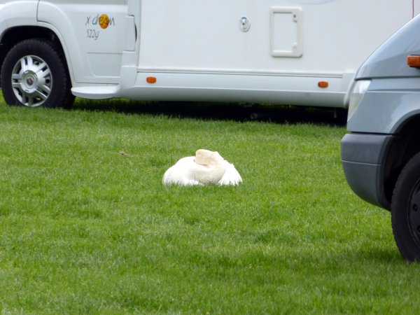 slapp svan.jpg slapp svan.jpg