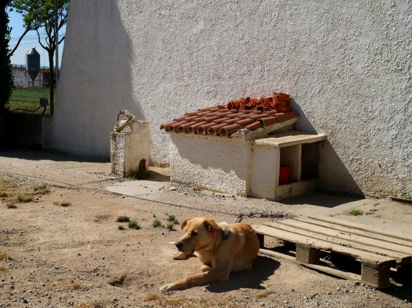 3 hund.jpg 3 hund.jpg