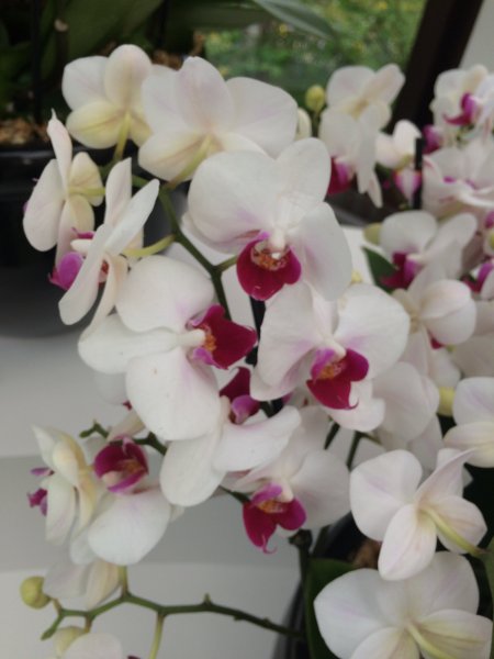 2017-04-19 10.38.09.jpg 2017-04-19 10.38.09.jpg