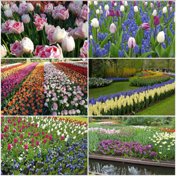 20170419_114043.jpg 20170419_114043.jpg