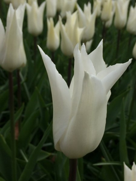 2017-04-19 11.27.21.jpg 2017-04-19 11.27.21.jpg