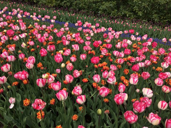 2017-04-19 11.29.10.jpg 2017-04-19 11.29.10.jpg