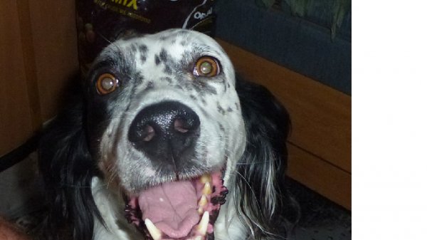 Är Wovi skyldig.jpg