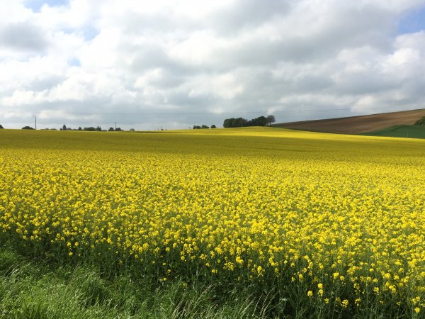 IMG_3311.JPG IMG_3311.JPG