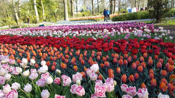 20170419_094744.jpg 20170419_094744.jpg