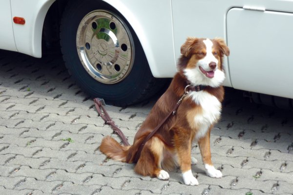 dogsafe_pic.jpg
