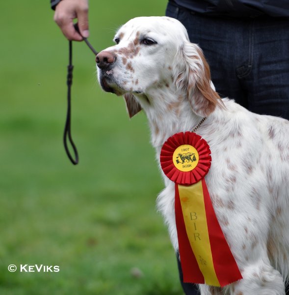 hona sökes.jpg hona sökes.jpg