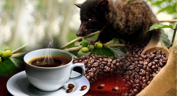 coffeeplantation-luwakcoffee.jpg