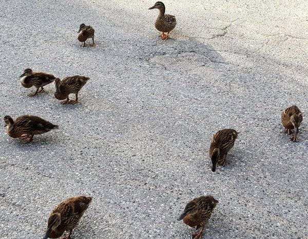 2017-07-04 19.30.55.jpg